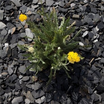 Thüringer Schiefersplitt als Beetgestaltung mit gelber Blume